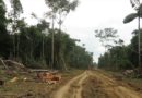 Amazonie: S krví přijde rozvoj