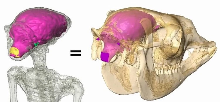 Obr. Humanoidní lebka (rentgenový snímek) dokonale ladí s lebkou lamy,která je na ní umístěna.