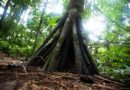 Záhadný strom, který prochází Amazonií